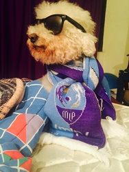Size: 1536x2048 | Tagged: safe, dog, /mlp/, 4chan cup, 4chan cup scarf, clothes, irl dog, photo, scarf, sunglasses