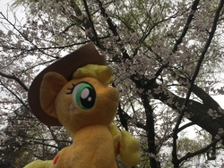 Size: 3264x2448 | Tagged: safe, artist:setorin5, applejack, g4, 4de, cherry blossoms, flower, flower blossom, high res, irl, japan, photo, plushie, ponies around the world, solo, travelling