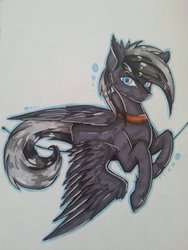 Size: 774x1032 | Tagged: safe, artist:lunastyczna, oc, oc only, oc:shadow, pegasus, pony, blue eyes, collar, looking at you, male, simple background, solo, wings