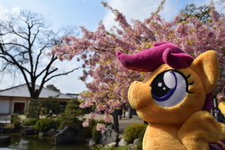 Size: 6000x4000 | Tagged: safe, artist:hystericalcub, scootaloo, g4, absurd resolution, irl, japan, photo, photography, plushie, solo