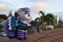 Size: 6000x4000 | Tagged: safe, artist:hystericalcub, artist:little-broy-peep, maud pie, pony, g4, absurd resolution, clothes, dress, irl, photo, photography, plushie, socks, solo, striped socks