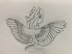 Size: 2755x2097 | Tagged: safe, artist:hkpegasister, oc, oc only, oc:felicity, pegasus, pony, back, high res, monochrome, solo, traditional art, wings