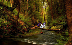 Size: 1920x1200 | Tagged: safe, artist:pablomen13, artist:shadyhorseman, rarity, pony, g4, crossing, forest, irl, log, photo, ponies in real life, river, scared, shadow, solo, stream, tree, vector