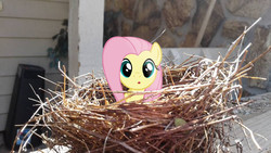 Size: 960x540 | Tagged: safe, artist:takua770, artist:tokkazutara1164, fluttershy, pony, g4, behaving like a bird, bird nest, cute, irl, nest, photo, ponies in real life, porch, solo, vector, wood