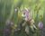 Size: 1024x819 | Tagged: safe, artist:nutty-stardragon, oc, oc only, butterfly, dracony, hybrid, pony, female, flower, forest, grass, mare, scenery, smiling, solo, staff, sunlight, tree
