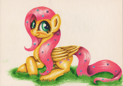 Size: 1024x718 | Tagged: safe, artist:langustka, fluttershy, pony, g4, blushing, cute, female, flower, flower in hair, mare, marker drawing, prone, shyabetes, simple background, solo, tan background, traditional art