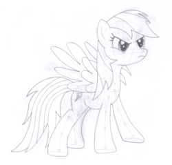 Size: 1426x1364 | Tagged: safe, artist:aafh, rainbow dash, pony, g4, female, monochrome, solo, traditional art