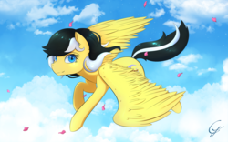Size: 1920x1200 | Tagged: safe, artist:laptop-pone, oc, oc only, oc:petal eclipse, pegasus, pony, blue eyes, cloud, female, flower petals, flying, gift art, looking at you, mare, sky, solo, spread wings, wings
