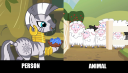 Size: 1534x872 | Tagged: safe, edit, edited screencap, screencap, zecora, sheep, zebra, g4, comparison