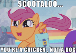 Size: 480x334 | Tagged: safe, edit, edited screencap, screencap, scootaloo, pegasus, pony, g4, parental glideance, animated, behaving like a dog, butt shake, chinese, cute, cutealoo, cutie mark, female, filly, gif, image macro, meme, scootapup, solo, tail wag, talking, the cmc's cutie marks
