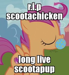 Size: 410x442 | Tagged: safe, edit, edited screencap, screencap, scootaloo, pony, forever filly, g4, ball, behaving like a dog, cropped, female, image macro, meme, mouth hold, scootachicken, scootapup, solo