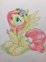 Size: 1024x1365 | Tagged: safe, artist:grokostimpy, fluttershy, pegasus, pony, g4, blushing, cute, female, floppy ears, flower, flower in hair, looking at you, mare, shyabetes, simple background, sitting, solo, traditional art, white background