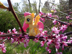 Size: 3840x2880 | Tagged: safe, artist:lee-sherman, fluttershy, pony, g4, blind bag, cherry blossoms, flower, flower blossom, high res, irl, photo, solo, toy, tree