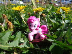 Size: 4220x3165 | Tagged: safe, artist:lee-sherman, pinkie pie, earth pony, pony, g4, blind bag, flower, high res, irl, photo, solo, toy