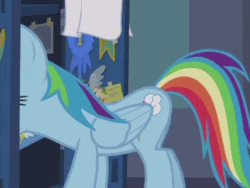Size: 450x338 | Tagged: safe, screencap, rainbow dash, pony, g4, parental glideance, animated, bonk, cropped, female, gif, lockers, loop, ouch, solo