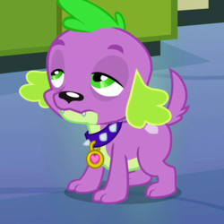 Size: 720x720 | Tagged: safe, screencap, spike, dog, equestria girls, g4, my little pony equestria girls, cropped, lidded eyes, male, solo, spike the dog