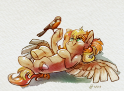Size: 1064x780 | Tagged: safe, artist:spacechickennerd, oc, oc only, oc:chickpea, bird, pegasus, pony, female, mare, on back, solo, traditional art, watercolor painting