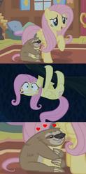 Size: 502x1019 | Tagged: safe, screencap, fluttershy, lola the sloth, pegasus, pony, sloth, 28 pranks later, fluttershy leans in, g4, behaving like a sloth, close-up, cute, faic, female, frown, gritted teeth, hanging, hug, mare, meme, open mouth, raised hoof, scared, screencap comic, shyabetes, smiling, solo, tree, upside down, wavy mouth, wide eyes