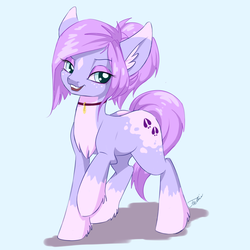 Size: 1600x1600 | Tagged: safe, artist:faline-art, oc, oc only, earth pony, pony, appaloosa, chest fluff, choker, ear fluff, female, mare, ponytail, short mane, solo, unshorn fetlocks