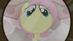 Size: 1920x1090 | Tagged: safe, screencap, fluttershy, pegasus, pony, fluttershy leans in, g4, cute, female, fisheye lens, mare, peephole, solo