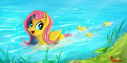 Size: 1400x700 | Tagged: safe, artist:miokomata, fluttershy, pegasus, pony, g4, behaving like a bird, behaving like a duck, cute, cute little fangs, duckling, fangs, female, grass, mare, open mouth, pegaduck, shyabetes, signature, smiling, solo, swimming, water