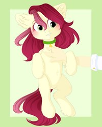 Size: 800x1000 | Tagged: safe, artist:haru_s, roseluck, earth pony, pony, g4, bellyrubs, blushing, chest fluff, collar, commissioner:doom9454, cute, ear fluff, female, fluffy, hand, mare, offscreen character, on back, pet tag, petting, pony pet, rosepet, solo focus