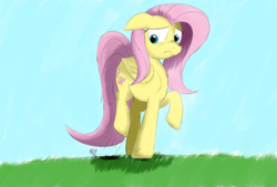 Size: 3496x2362 | Tagged: safe, artist:taurson, fluttershy, rainbow dash, pegasus, pony, g4, chest fluff, female, giant pony, grass, high res, macro, mare