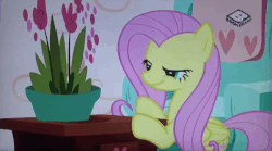 Size: 651x362 | Tagged: safe, screencap, fluttershy, pony, discordant harmony, g4, season 7, animated, behaving like a cat, boomerang (tv channel), everything is ruined, female, gif, solo