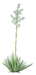 Size: 3000x6169 | Tagged: safe, artist:boneswolbach, .ai available, absurd resolution, flower, no pony, plant, resource, simple background, transparent background, vector, yucca