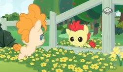 Size: 907x528 | Tagged: safe, screencap, bright mac, pear butter, earth pony, pony, g4, season 7, the perfect pear, female, foal, male, ship:brightbutter, shipping, straight