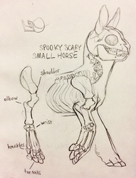 Size: 978x1280 | Tagged: safe, artist:jayrockin, pony, tiny sapient ungulates, anatomy, anatomy study, bone, female, finger hooves, mare, skeleton, x-ray, x-ray picture
