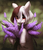 Size: 2000x2300 | Tagged: safe, artist:pessadie, oc, oc only, earth pony, pony, blurry background, cute, female, flower, high res, looking at you, mare, red eyes, smiling, smiling at you, solo, two toned mane, unshorn fetlocks