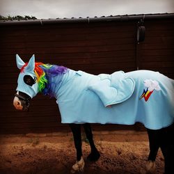 Size: 960x960 | Tagged: safe, artist:emiryun, rainbow dash, horse, g4, bridle, clothes, cosplay, costume, horse blanket, horse cosplay, irl, irl horse, photo, seems legit, solo, tack, unshorn fetlocks
