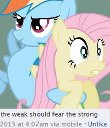Size: 509x596 | Tagged: safe, fluttershy, rainbow dash, pony, g4, discussion in the comments, duckery in the comments, meme, op started shit, the weak should fear the strong