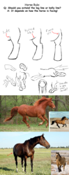 Size: 700x1770 | Tagged: artist needed, safe, horse, pony, anatomy, irl horse, sketch, tutorial