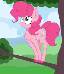Size: 1621x1861 | Tagged: safe, artist:paskanaakka, derpibooru exclusive, pinkie pie, earth pony, pony, g4, balancing, behaving like a bird, chest fluff, cloud, colored hooves, cute, ear fluff, female, frown, leg fluff, looking up, mare, pouting, solo, tree, tree branch, unshorn fetlocks