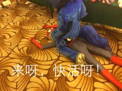 Size: 600x448 | Tagged: safe, princess luna, pony, g4, canton, canton cn bronycon, china ponycon, chinese, clothes, cosplay, costume, fursuit, guangzhou, image macro, irl, male, meme, photo, spider-man, translated in the comments