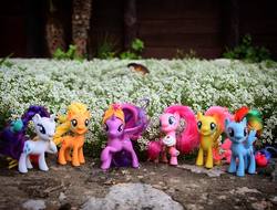 Size: 1080x822 | Tagged: safe, applejack, fluttershy, pinkie pie, rainbow dash, rarity, twilight sparkle, alicorn, pony, g4, official, irl, mane six, photo, toy, twilight sparkle (alicorn)