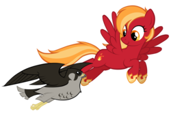 Size: 1024x707 | Tagged: safe, artist:petraea, oc, oc only, oc:blaze gust, bird, falcon, pegasus, peregrine falcon, pony, female, flying, mare, simple background, solo, transparent background, vector