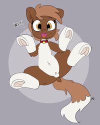 Size: 4006x5000 | Tagged: safe, artist:pabbley, winona, dog, earth pony, pony, g4, absurd resolution, barking, behaving like a dog, belly button, butt, coat markings, collar, cute, dock, female, freckles, frog (hoof), legs in air, looking at you, mare, on back, open mouth, pabbley is trying to murder us, plot, ponified, ponified pony pets, pubic fluff, pubic mound, simple background, socks (coat markings), solo, underhoof, white belly