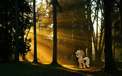 Size: 1280x800 | Tagged: safe, artist:pablomen13, artist:proenix, applejack, earth pony, pony, g4, crepuscular rays, forest, irl, photo, ponies in real life, solo, vector
