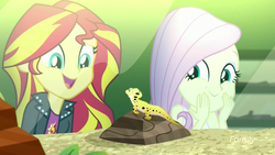 Size: 1280x720 | Tagged: safe, screencap, fluttershy, ray, sunset shimmer, gecko, eqg summertime shorts, equestria girls, g4, pet project, <:), adorable face, cute, female, happy, hey there little guy, smiling, terrarium