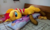 Size: 720x432 | Tagged: safe, artist:ec31314, artist:nekokevin, artist:ratofdrawn, applejack, sunset shimmer, twilight sparkle, alicorn, pony, unicorn, g4, bedroom eyes, body pillow, female, irl, lesbian, lidded eyes, life size, photo, plushie, ship:sunsetsparkle, shipping, twilight sparkle (alicorn)