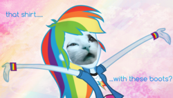 Size: 4000x2277 | Tagged: safe, artist:maggiethecatwithablo, rainbow dash, cat, equestria girls, g4, female, solo, wat