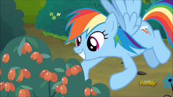 Size: 1920x1080 | Tagged: safe, screencap, rainbow dash, pegasus, pony, campfire tales, g4, berry, bush, discovery family logo, female, mare, poisonous, solo