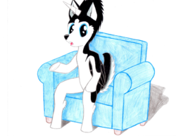 Size: 3300x2550 | Tagged: safe, artist:mrchaosthecunningwlf, artist:ponyvillechaos577, oc, oc only, oc:frost cloud, alicorn, husky, hybrid, pony, alicorn oc, couch, high res, sitting, solo, talking, talking to viewer, traditional art