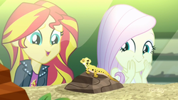 Size: 1920x1080 | Tagged: safe, screencap, fluttershy, ray, sunset shimmer, leopard gecko, lizard, equestria girls, g4, my little pony equestria girls: summertime shorts, pet project, 8^y, cute, discovery family, discovery family logo, female, logo, shimmerbetes, shimmersmile, shyabetes, terrarium