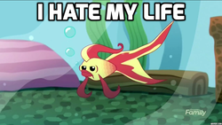 Size: 1136x640 | Tagged: safe, screencap, betta, fish, tropical fish, equestria girls, g4, my little pony equestria girls: summertime shorts, pet project, ambiguous gender, discovery family logo, image macro, meme, sad, solo, sunset fish, upset