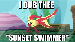 Size: 800x451 | Tagged: safe, screencap, sunset shimmer, betta, fish, tropical fish, equestria girls, g4, my little pony equestria girls: summertime shorts, pet project, female, fish tank, image macro, meme, not fiery shimmer, pun, solo, sunset fish