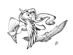 Size: 3339x2550 | Tagged: safe, oc, oc only, owl, pegasus, pony, commission, high res, inked, male, stallion
